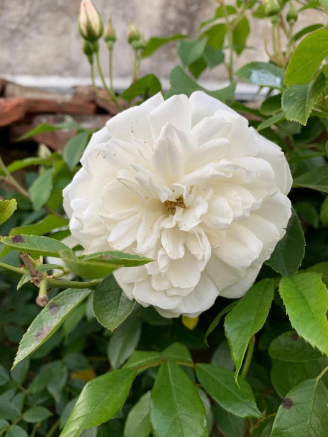 Les Jardins D'Elise, Calme Et Verdure A Lure ลูร์ ภายนอก รูปภาพ